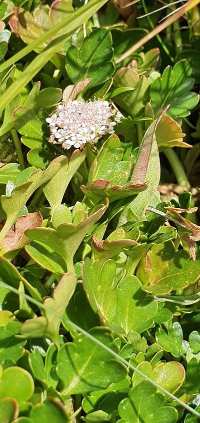 Trachymene humilis, photographed by ianrainbow