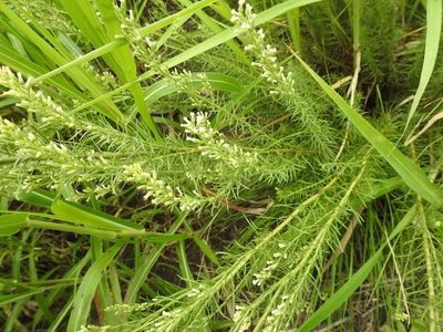 Baccharis coridifolia, photographed by Eduardo Luis Beltrocco