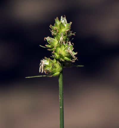 Carex muehlenbergii, photographed by aarongunnar