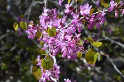 Cercis orbiculata, photographed by Zac Peterson