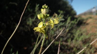 Bulbine frutescens, photographed by Shaun Swanepoel