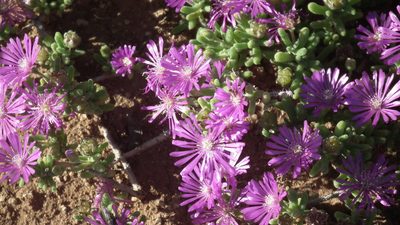 Drosanthemum hispidum, photographed by Shaun Swanepoel