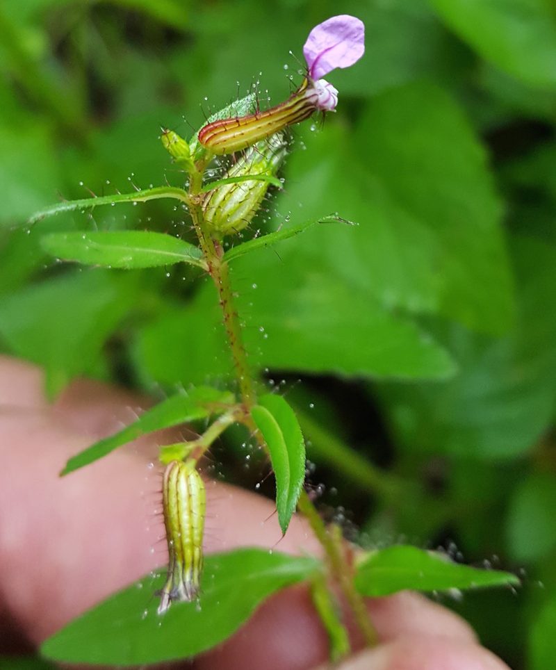 Cuphea procumbens, photographed by Eugenio Padilla