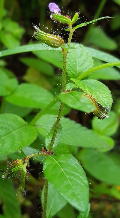 Cuphea procumbens, photographed by Eugenio Padilla