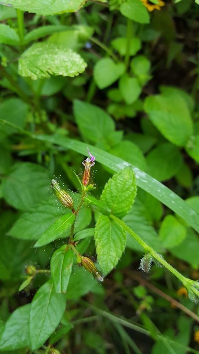 Cuphea procumbens, photographed by Eugenio Padilla