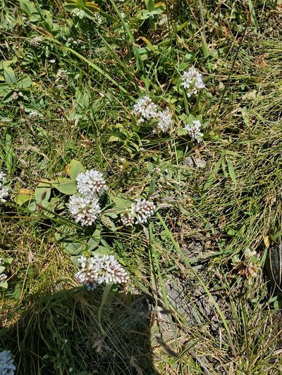 Veronica albicans, photographed by rempson