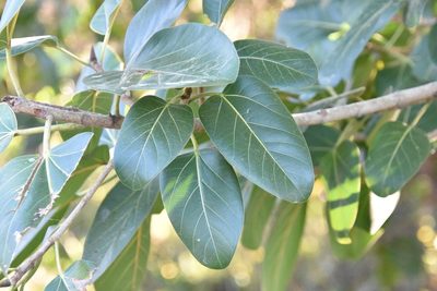 Ficus altissima, photographed by Mike Ostrowski