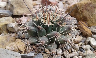 Mammillaria grusonii, photographed by Alejandro Sigala Chávez