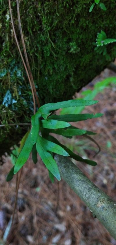 Pleopeltis pleopeltifolia, photographed by Andres Cavallo