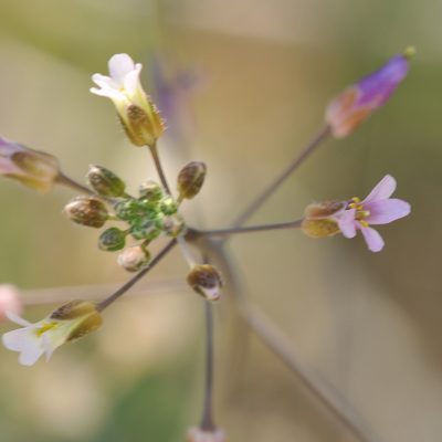 Boechera perennans, photographed by Roger Rittmaster