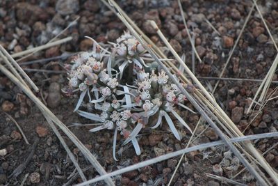 Euphorbia radians, photographed by José Belem Hernández Díaz