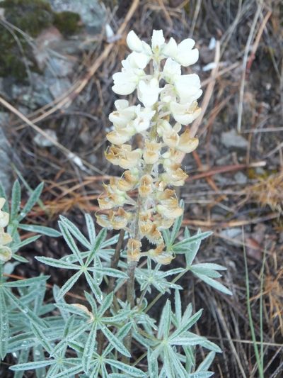 Lupinus sulphureus, photographed by dougbrown
