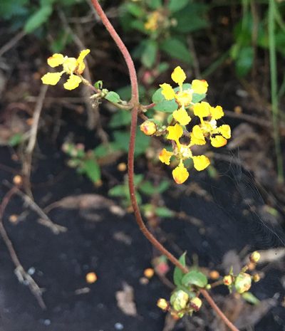 Aspicarpa cynanchoides, photographed by Carrie Seltzer
