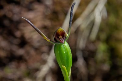 Orthoceras novae-zeelandiae, photographed by Hayden Jones