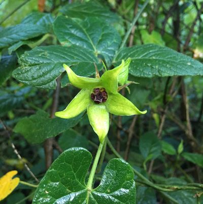 Gonolobus uniflorus, photographed by Carrie Seltzer