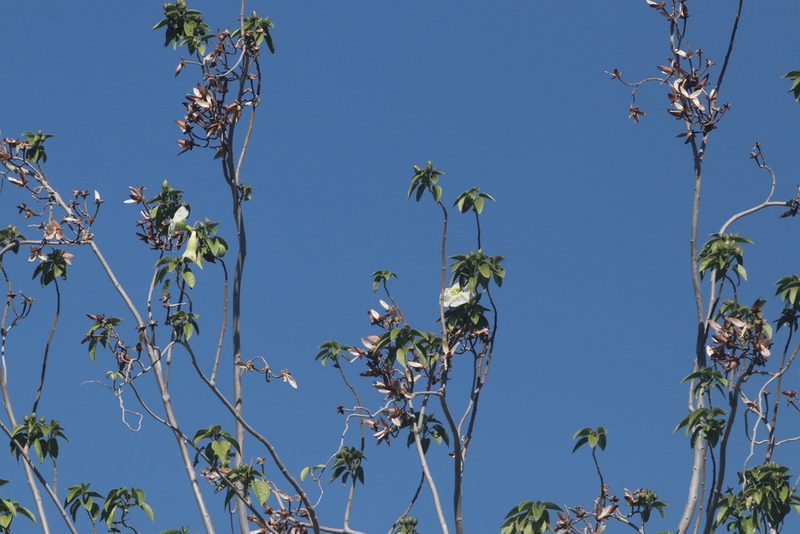 Ipomoea arborescens, photographed by Juan Cruzado Cortés