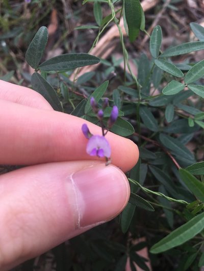 Glycine microphylla, photographed by Thomas Mesaglio