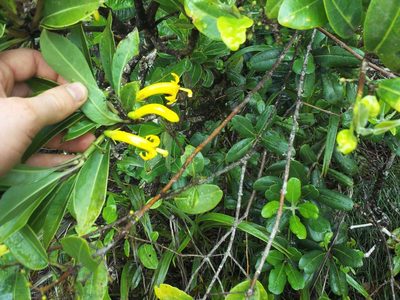 Scaevola glabra, photographed by John Powers