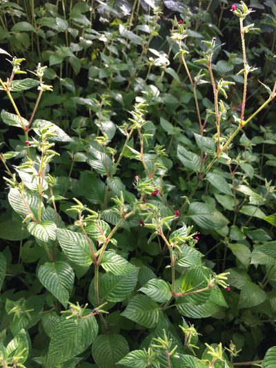 Cuphea paucipetala, photographed by Carrie Seltzer