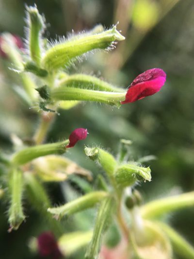 Cuphea paucipetala, photographed by Carrie Seltzer