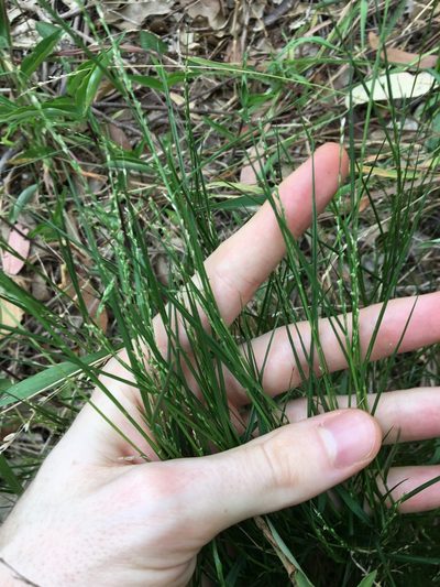 Setaria criniformis, photographed by Thomas Mesaglio