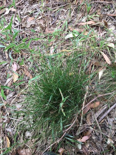 Setaria criniformis, photographed by Thomas Mesaglio