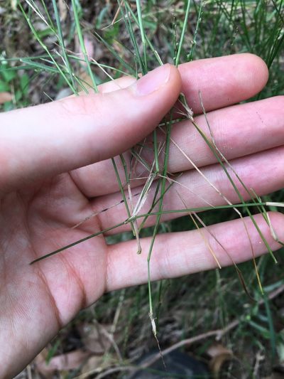 Setaria criniformis, photographed by Thomas Mesaglio