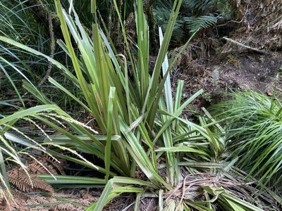 Astelia grandis, photographed by nick_goldwater