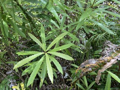 Ixerba brexioides, photographed by nick_goldwater