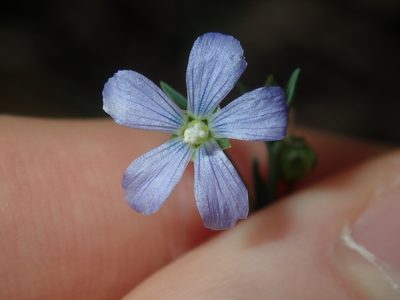 Linum marginale, photographed by Thomas Mesaglio
