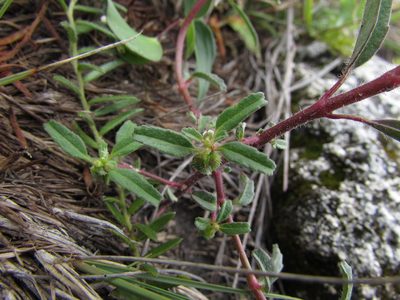 Euphorbia tubadenia, photographed by Carlos Martorell