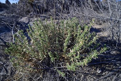 Isocoma acradenia, photographed by Alan Rockefeller