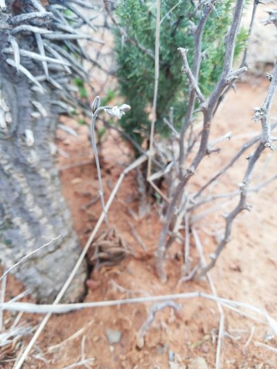 Haworthiopsis nigra, photographed by Christiaan Viljoen