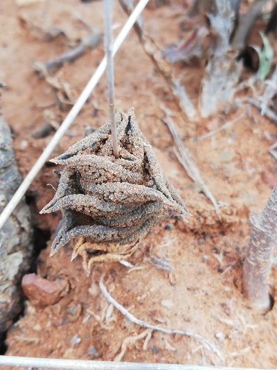 Haworthiopsis nigra, photographed by Christiaan Viljoen