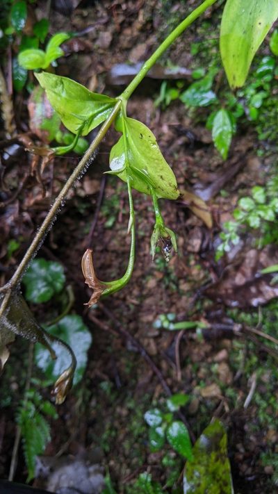 Swertia shintenensis, photographed by Cheng-Te Hsu