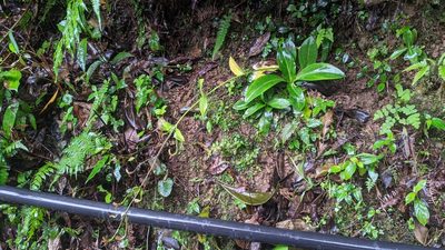 Swertia shintenensis, photographed by Cheng-Te Hsu