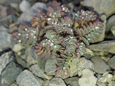 Montigena novae-zelandiae, photographed by naturewatchwidow