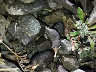 Montigena novae-zelandiae, photographed by naturewatchwidow
