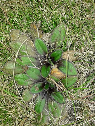 Plantago spathulata, photographed by naturewatchwidow