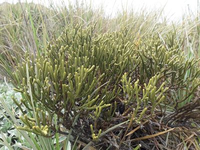 Veronica lycopodioides, photographed by naturewatchwidow