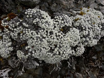 Raoulia mammillaris, photographed by naturewatchwidow