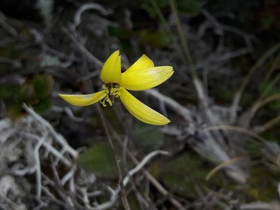 Brachyglottis lagopus, photographed by naturewatchwidow