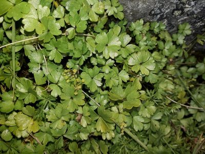 Azorella pallida, photographed by naturewatchwidow