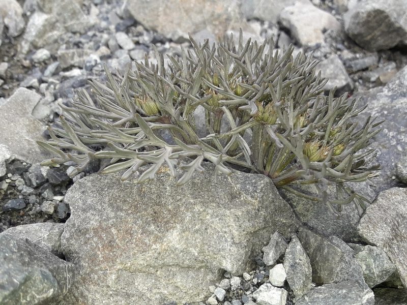 Lignocarpa carnosula, photographed by naturewatchwidow