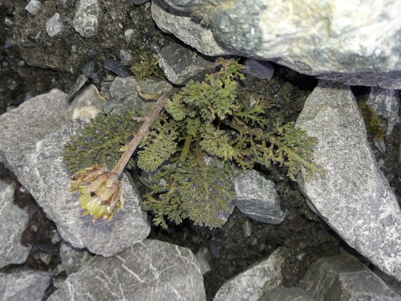 Leptinella dendyi, photographed by naturewatchwidow