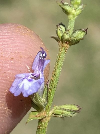 Salvia stenophylla, photographed by Dave U