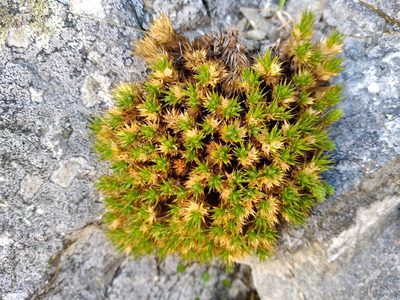 Colobanthus acicularis, photographed by Leon Perrie