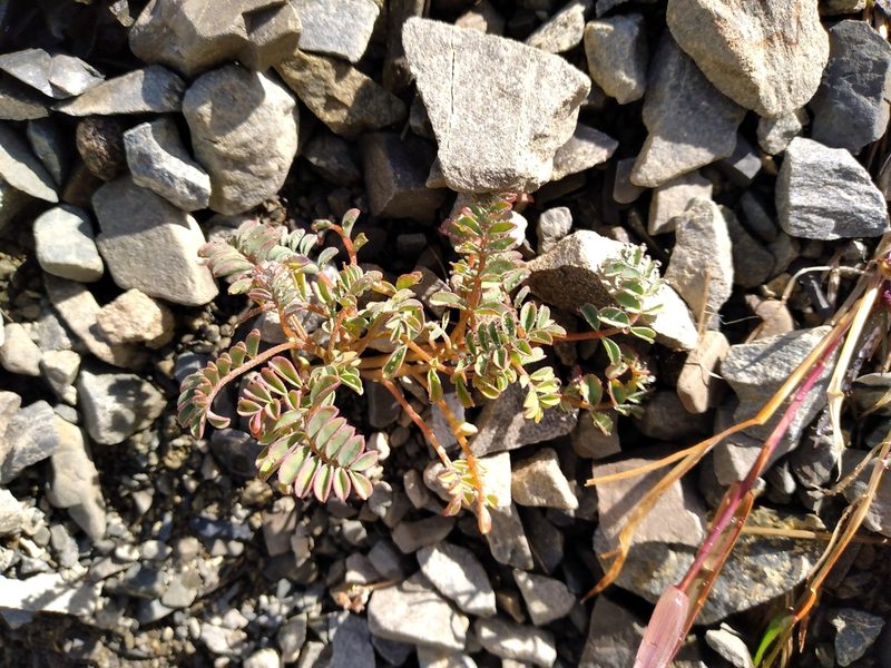 Montigena novae-zelandiae, photographed by Leon Perrie
