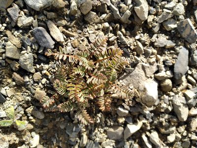 Montigena novae-zelandiae, photographed by Leon Perrie