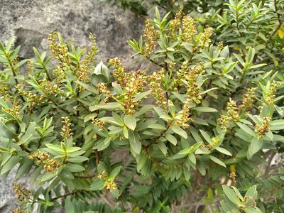Veronica glaucophylla, photographed by Leon Perrie